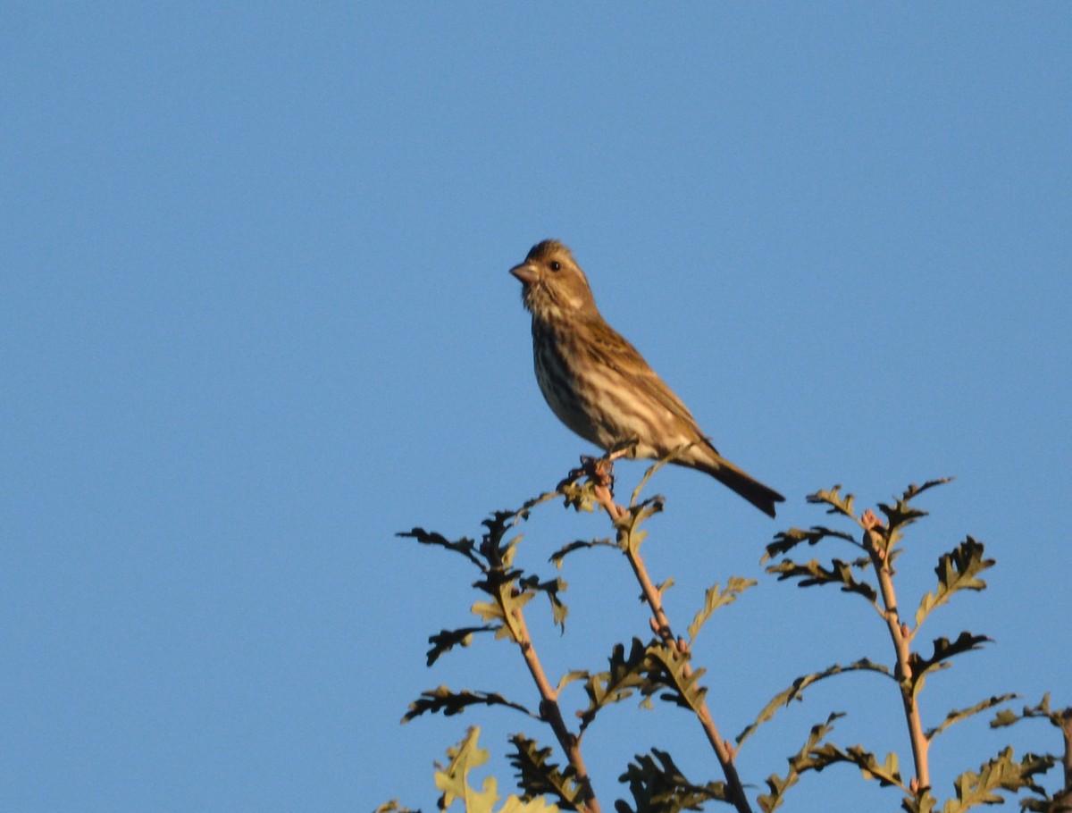Purple Finch - ML643742820