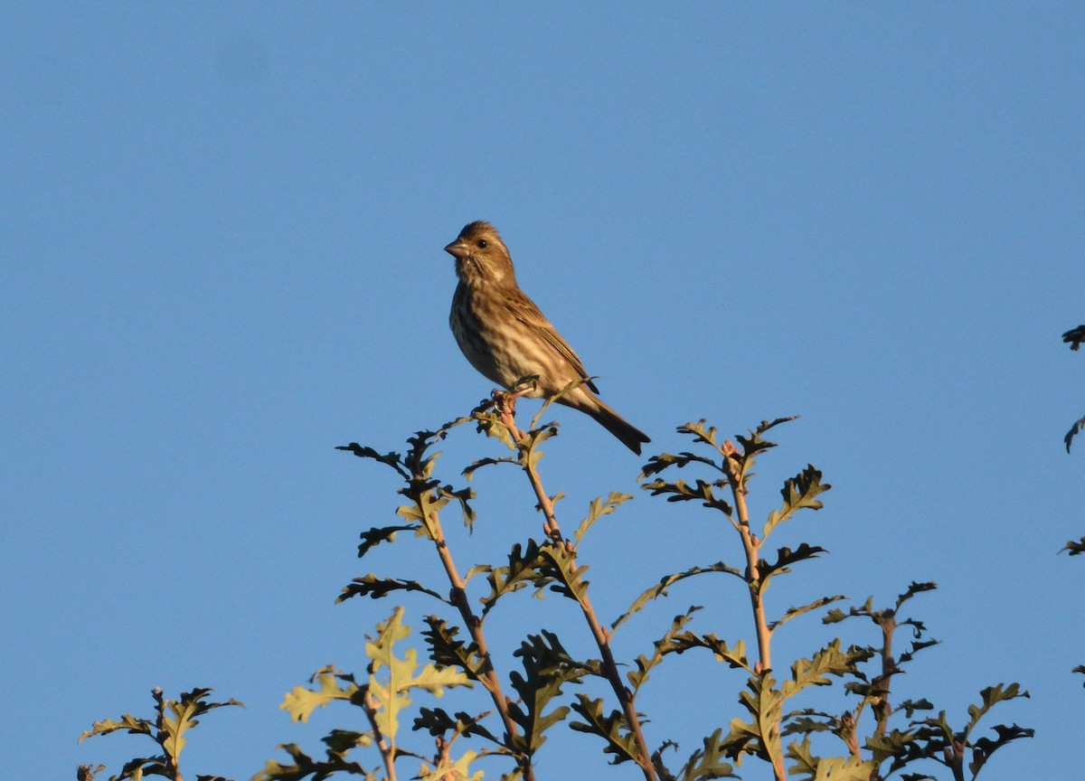 Purple Finch - ML643742821