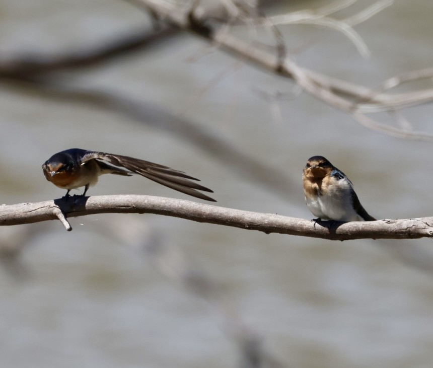 Welcome Swallow - ML643742822