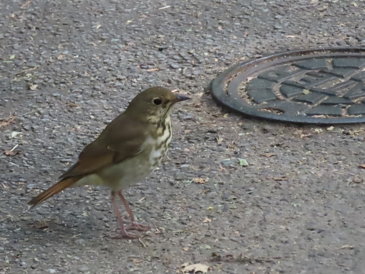 Hermit Thrush - ML643742824