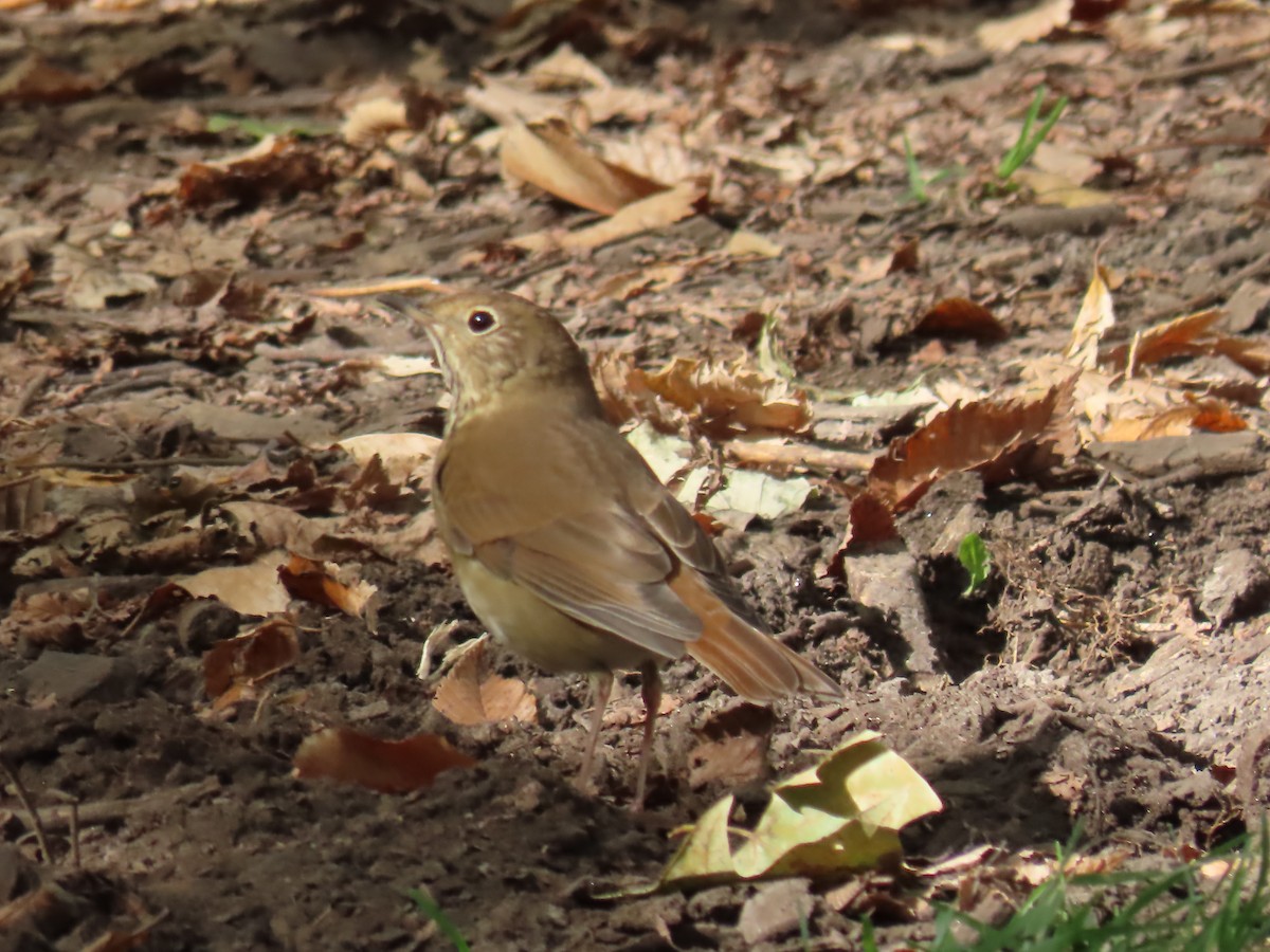 Hermit Thrush - ML643742825
