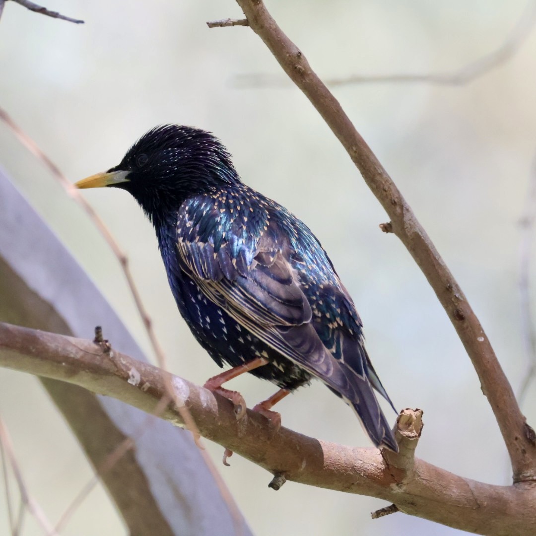 European Starling - ML643742826