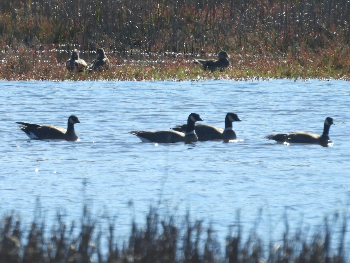 Cackling Goose - ML643742827