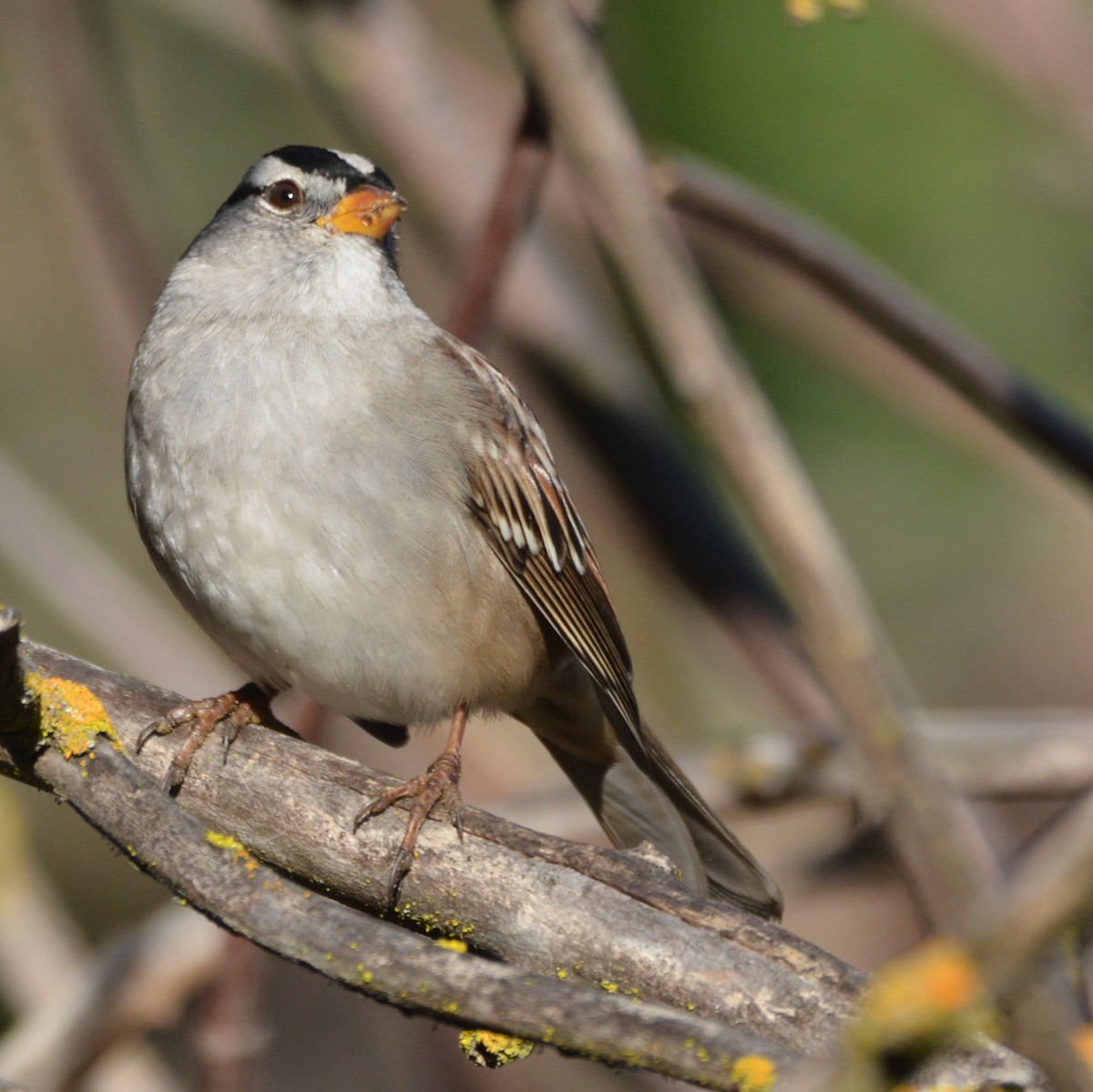 strnadec bělopásý (ssp. gambelii) - ML643742831