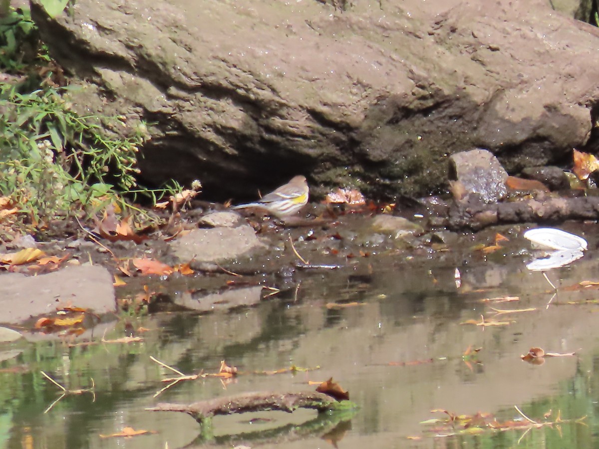 Yellow-rumped Warbler - ML643742832