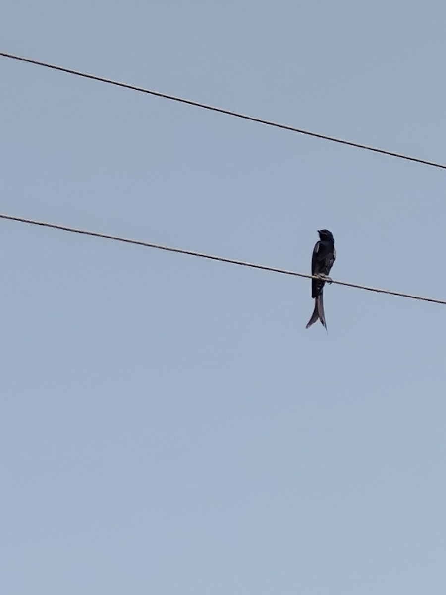 Black Drongo - ML643742833