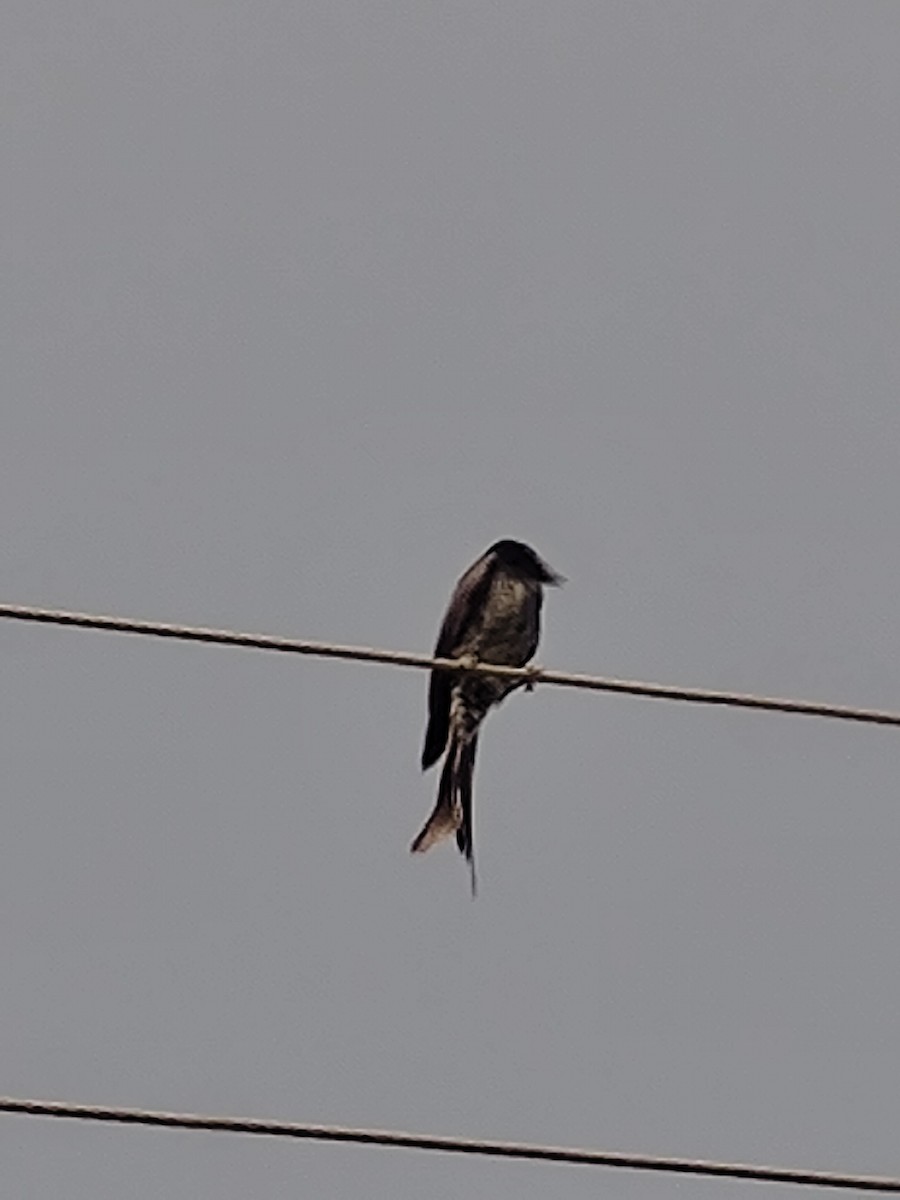 Black Drongo - ML643742834
