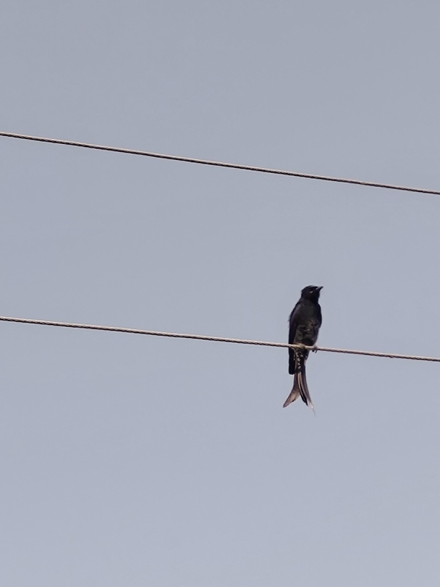 Black Drongo - ML643742835