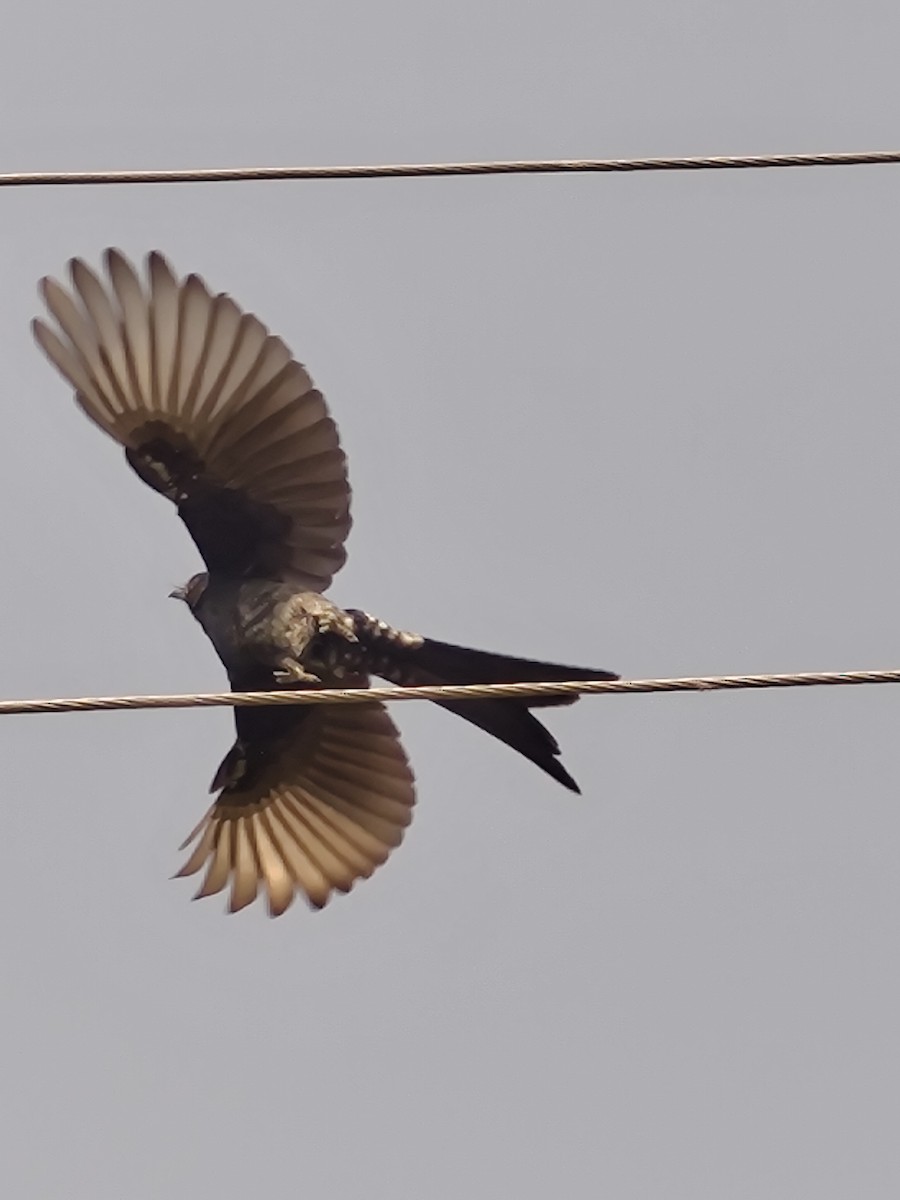 Black Drongo - ML643742836