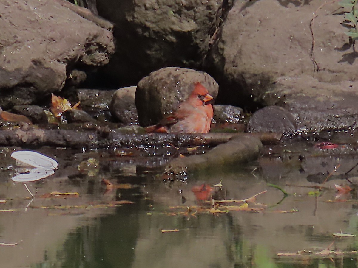 Northern Cardinal - ML643742838
