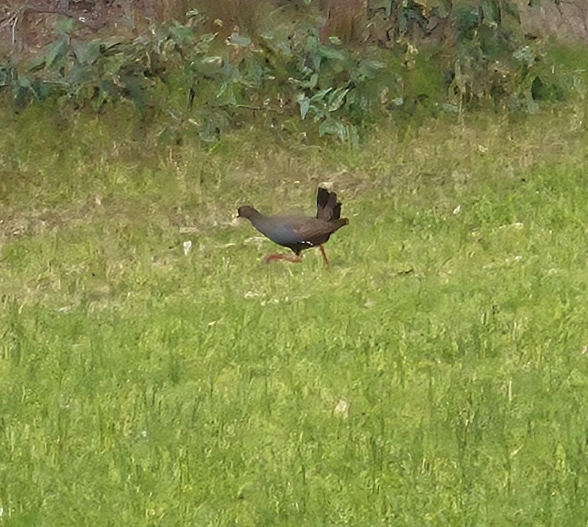 Black-tailed Nativehen - ML643742856