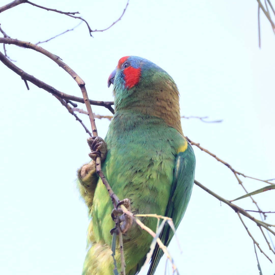ジャコウインコ - ML643742863