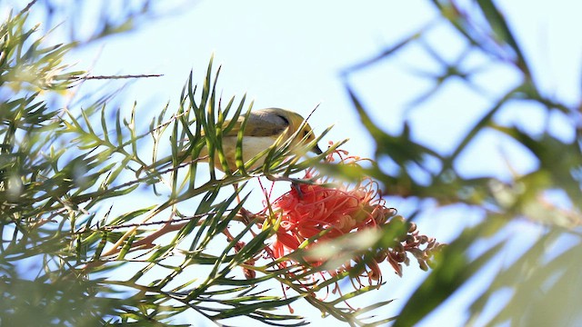 White-plumed Honeyeater - ML643742864