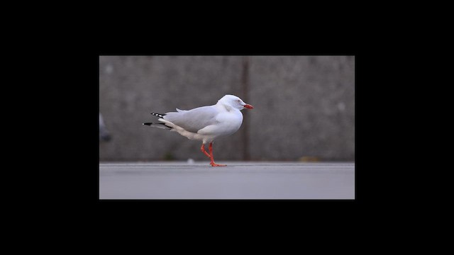 Silver Gull (Silver) - ML643742866