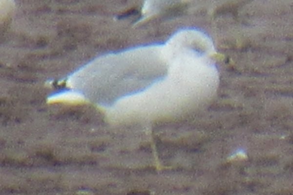 Ring-billed Gull - ML643742867