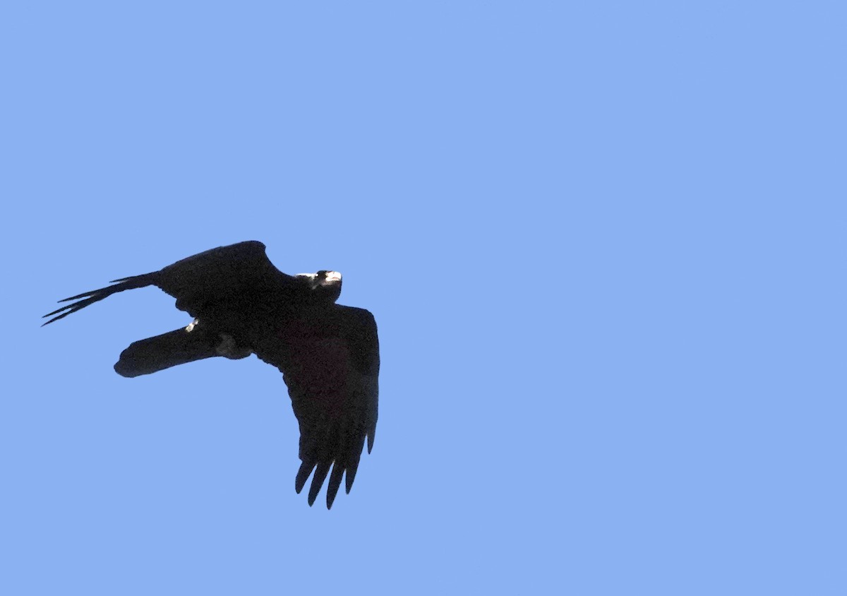 Common Raven - ML643742870