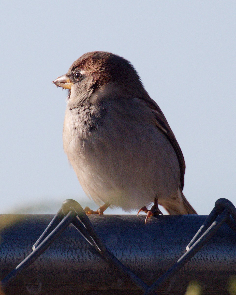 House Sparrow - ML643742879