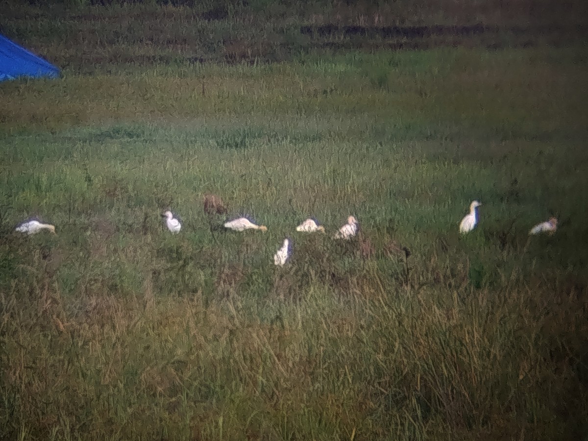 Eastern Cattle-Egret - ML643742892