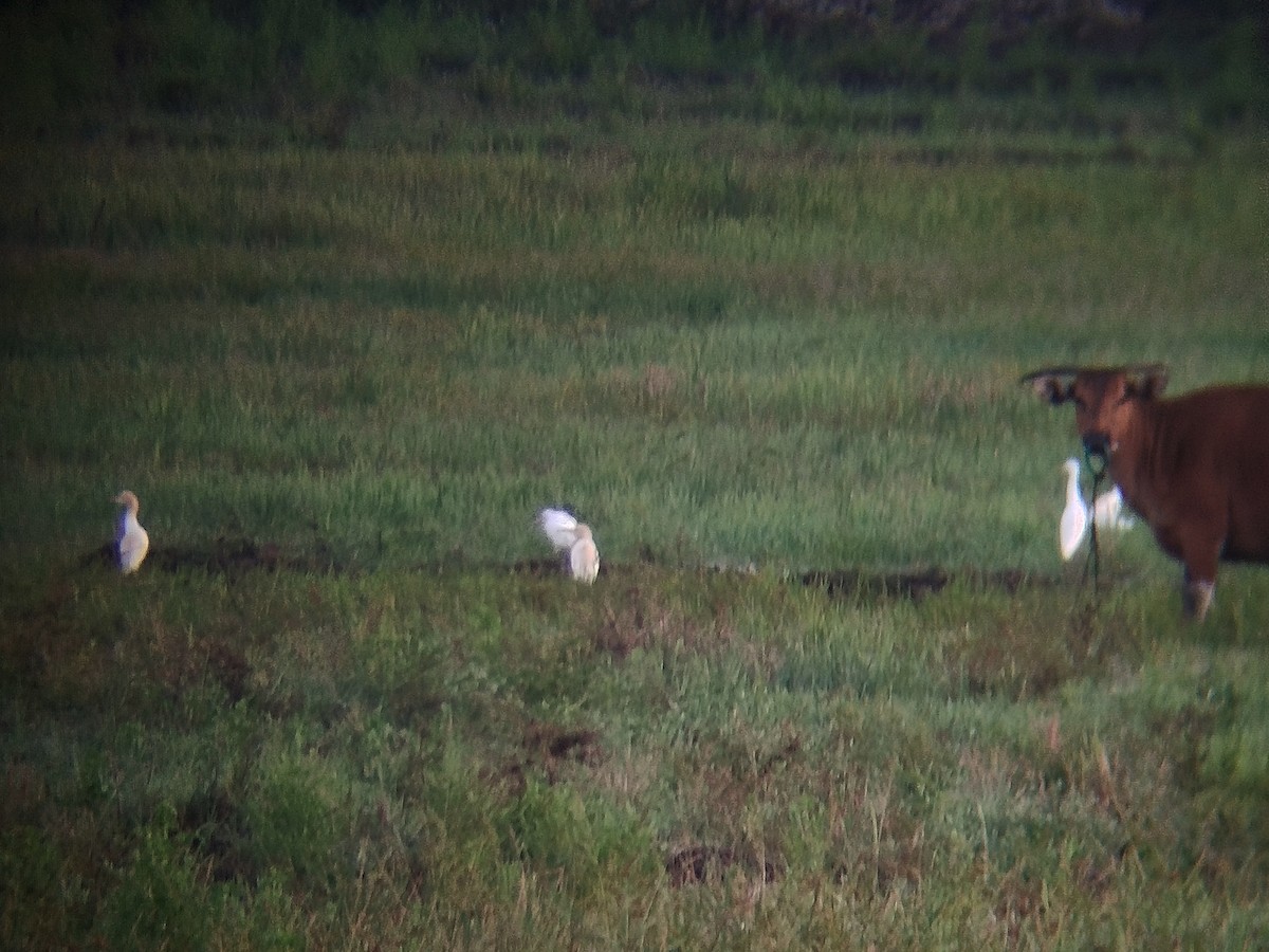 Eastern Cattle-Egret - ML643742893