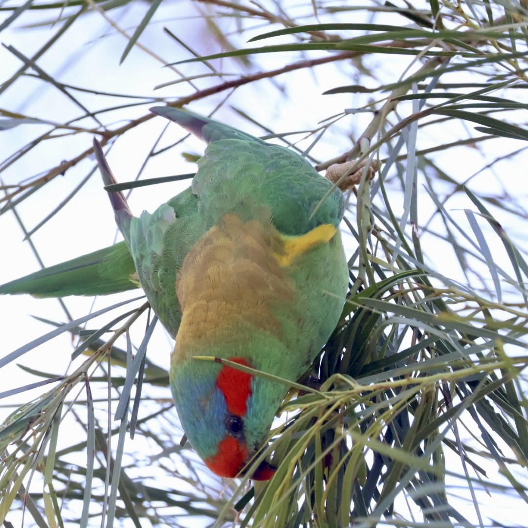 ジャコウインコ - ML643742894
