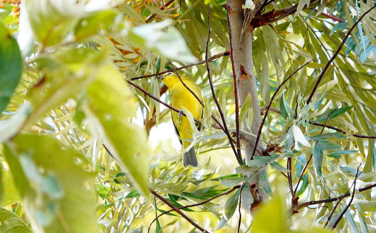 Окулярник сенегальський - ML643742898