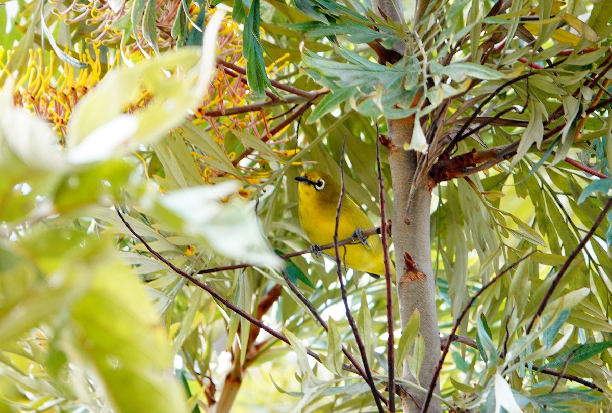 Окулярник сенегальський - ML643742899