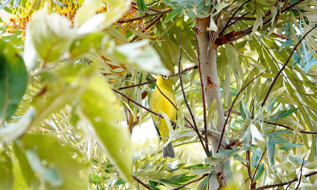 Окулярник сенегальський - ML643742900