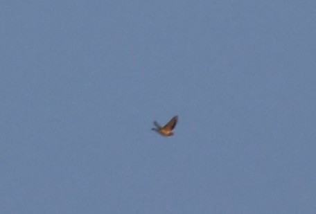tanımsız Passeriformes sp. - ML643742910