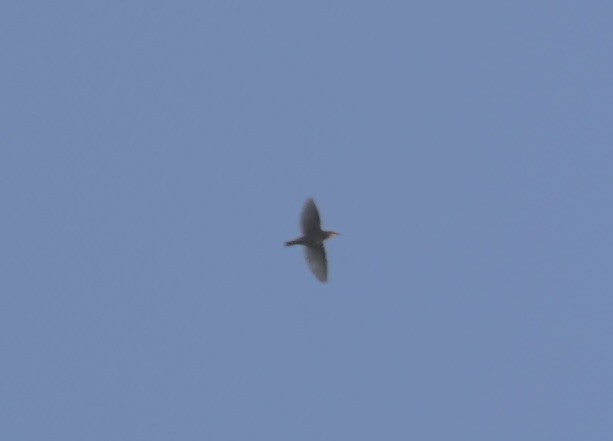 tanımsız Passeriformes sp. - ML643742911