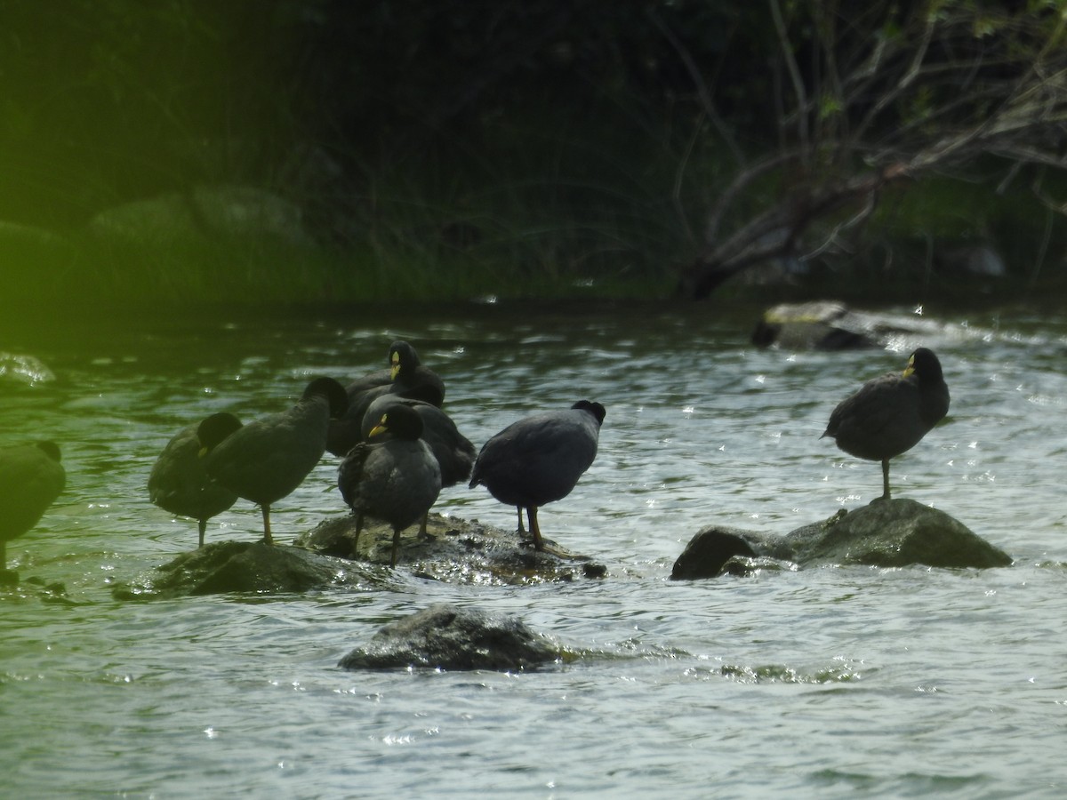 Red-gartered Coot - ML643742914