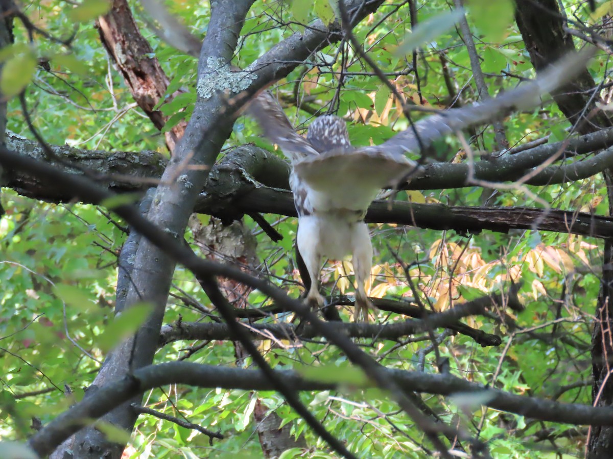 Red-tailed Hawk - ML643742915
