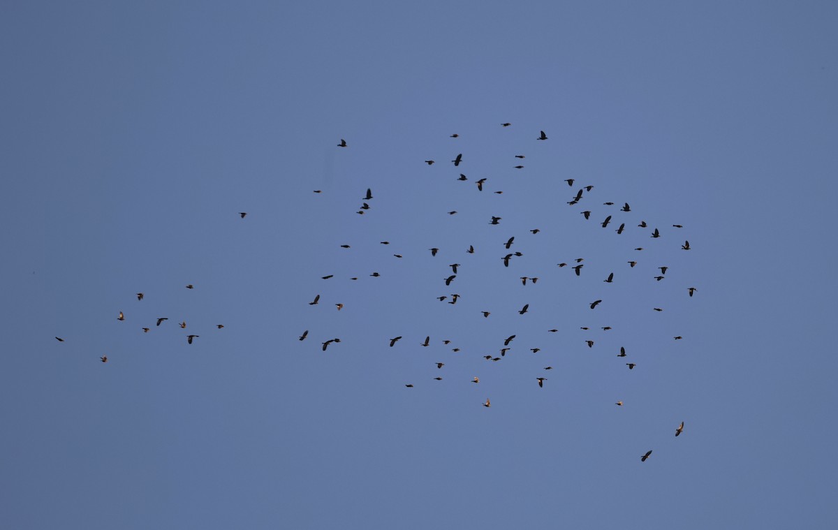 Tricolored Blackbird - ML643742924