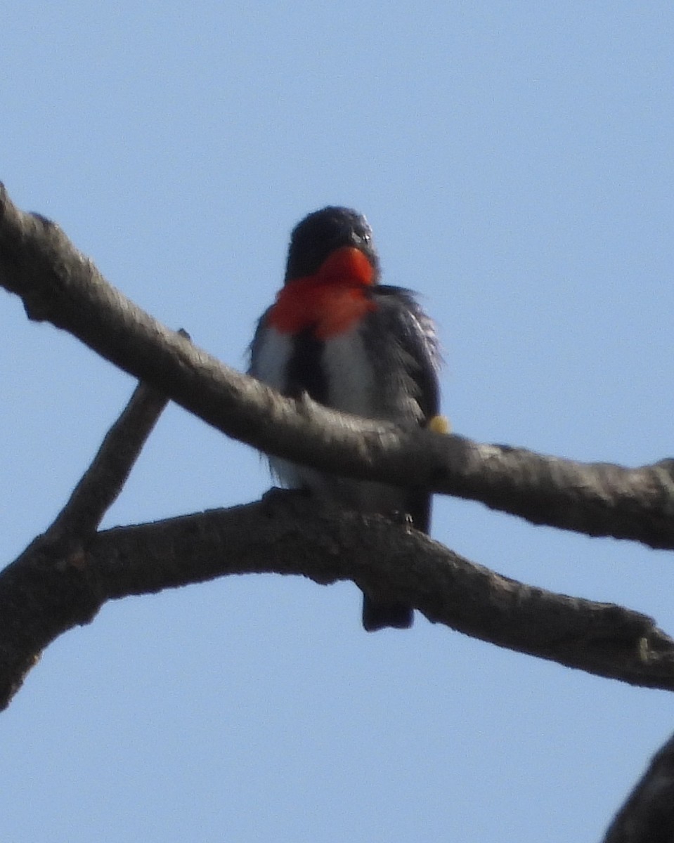 Picaflores Golondrina - ML643742937
