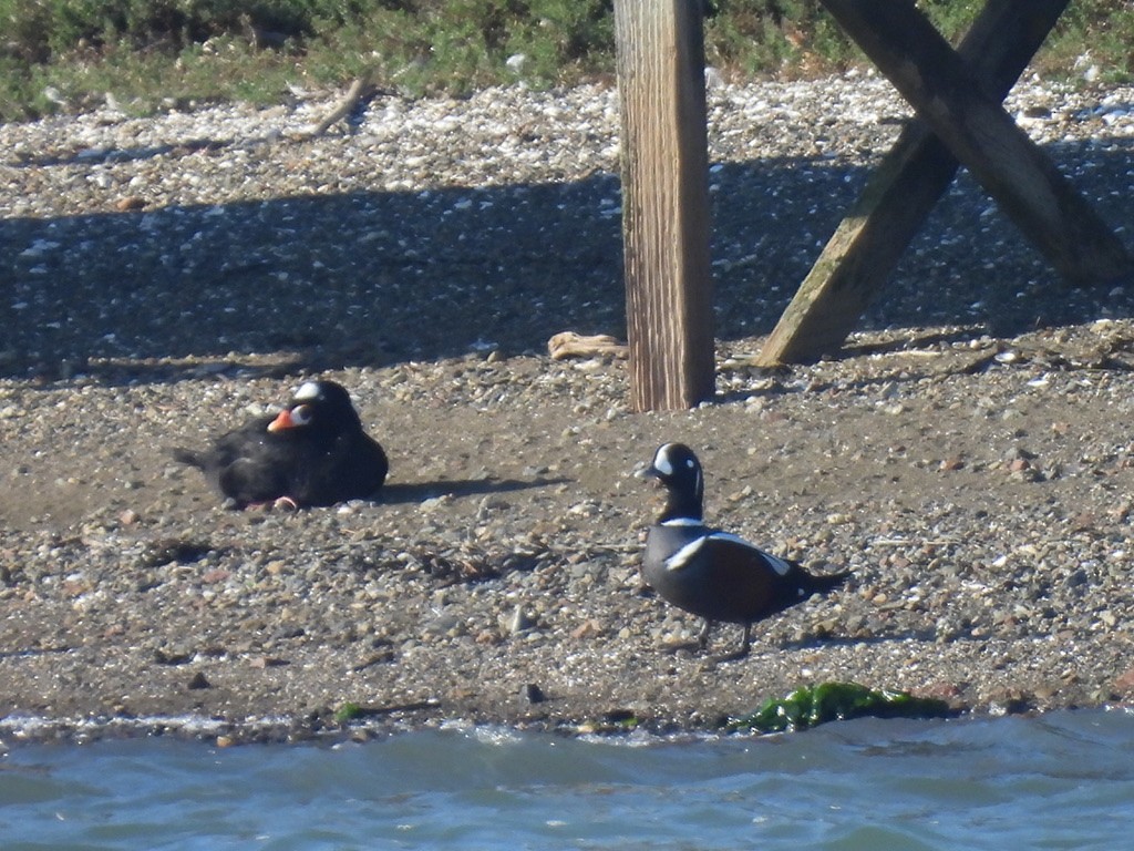 Harlequin Duck - ML643742966