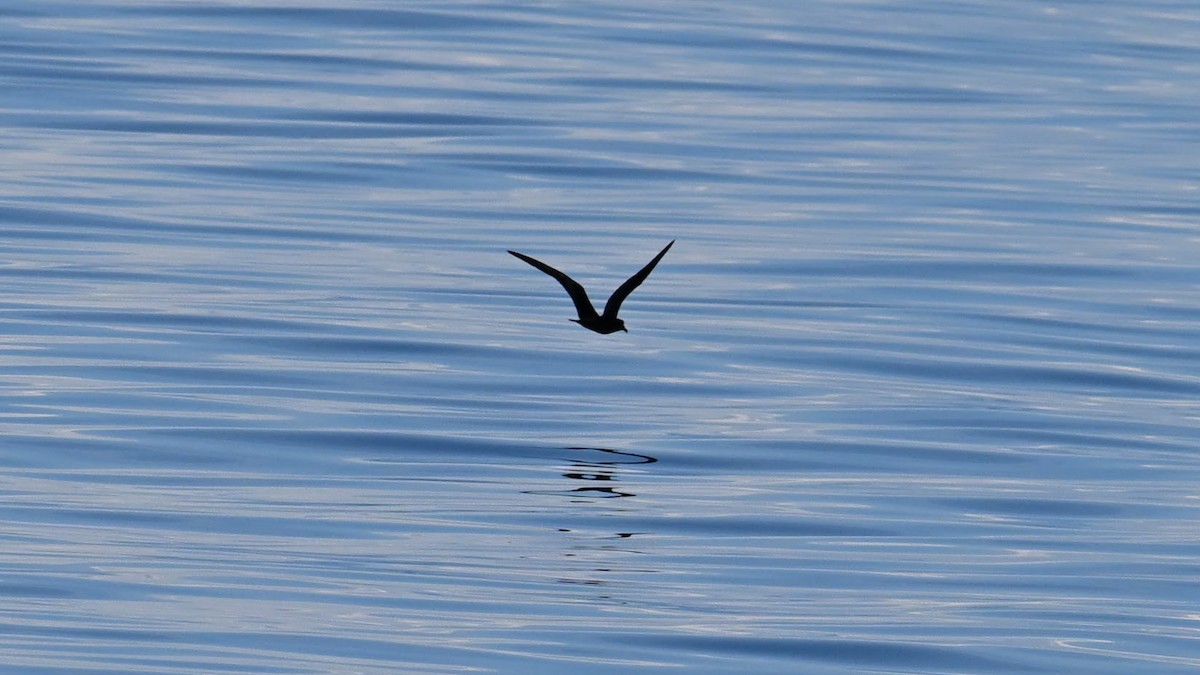 Bulwer's Petrel - ML643742971