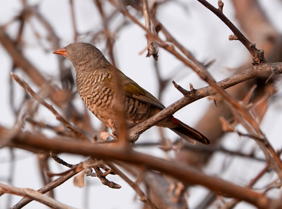 Green-winged Pytilia - ML643742989
