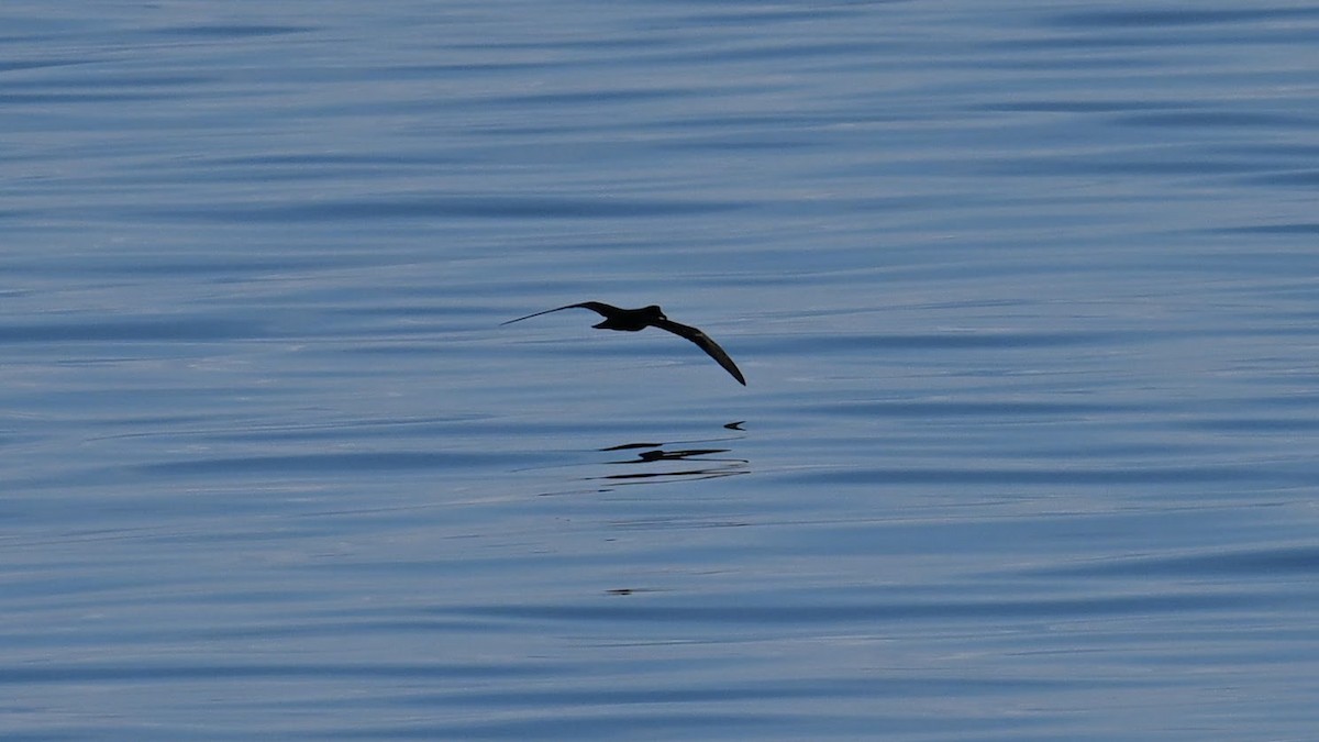 Bulwer's Petrel - ML643742993