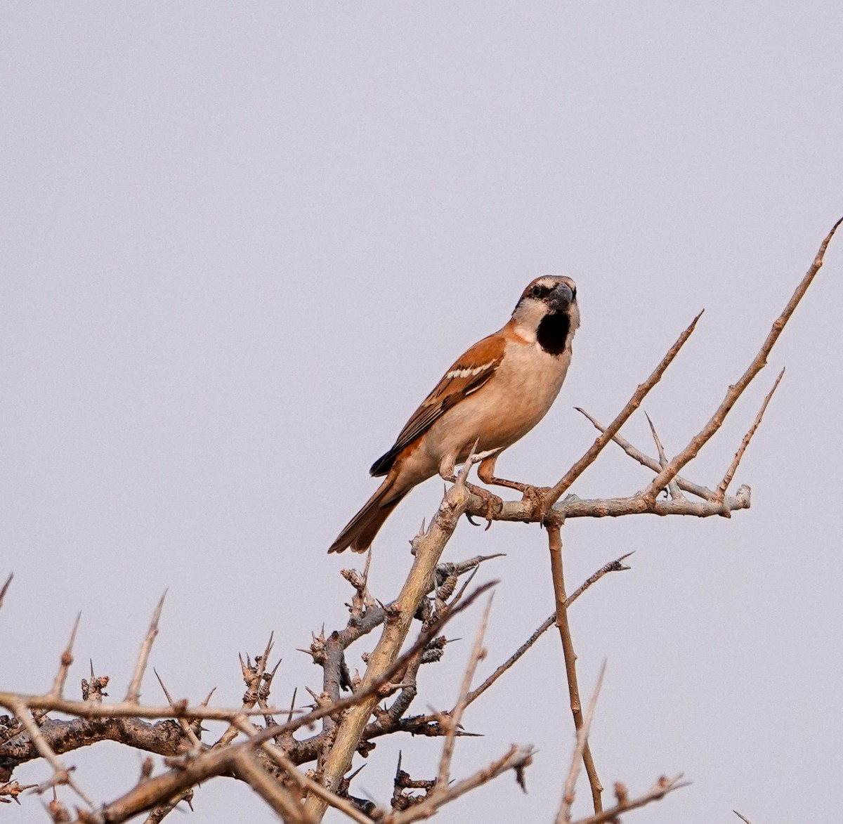 Gorrión Grande - ML643742997