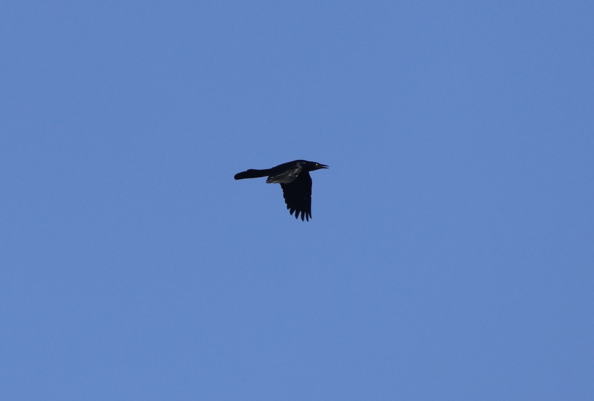 Great-tailed Grackle - ML643743012