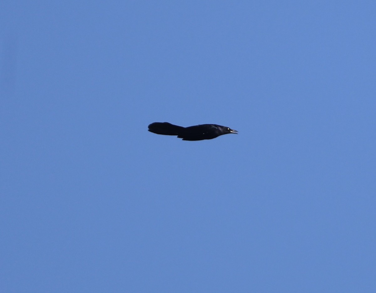 Great-tailed Grackle - ML643743014