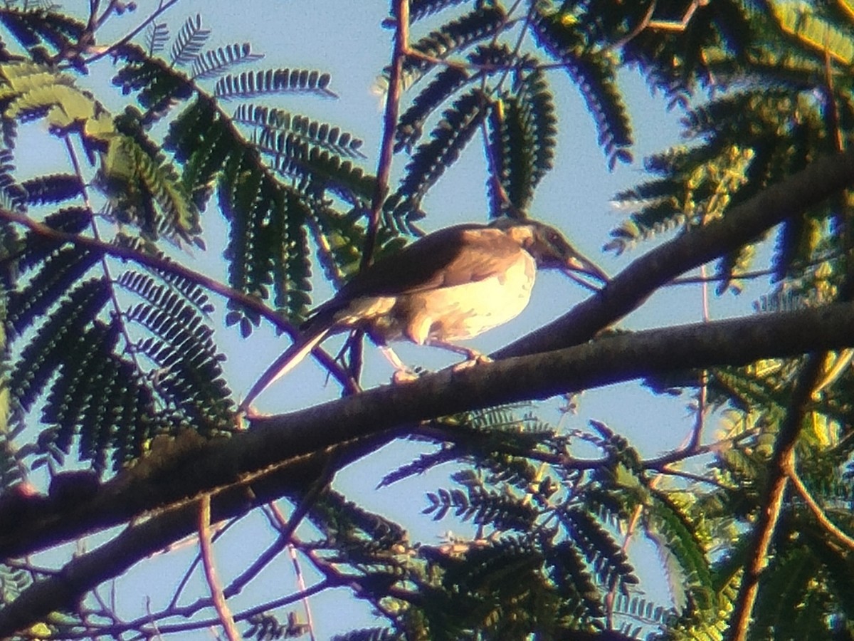 Helmeted Friarbird - ML643743018