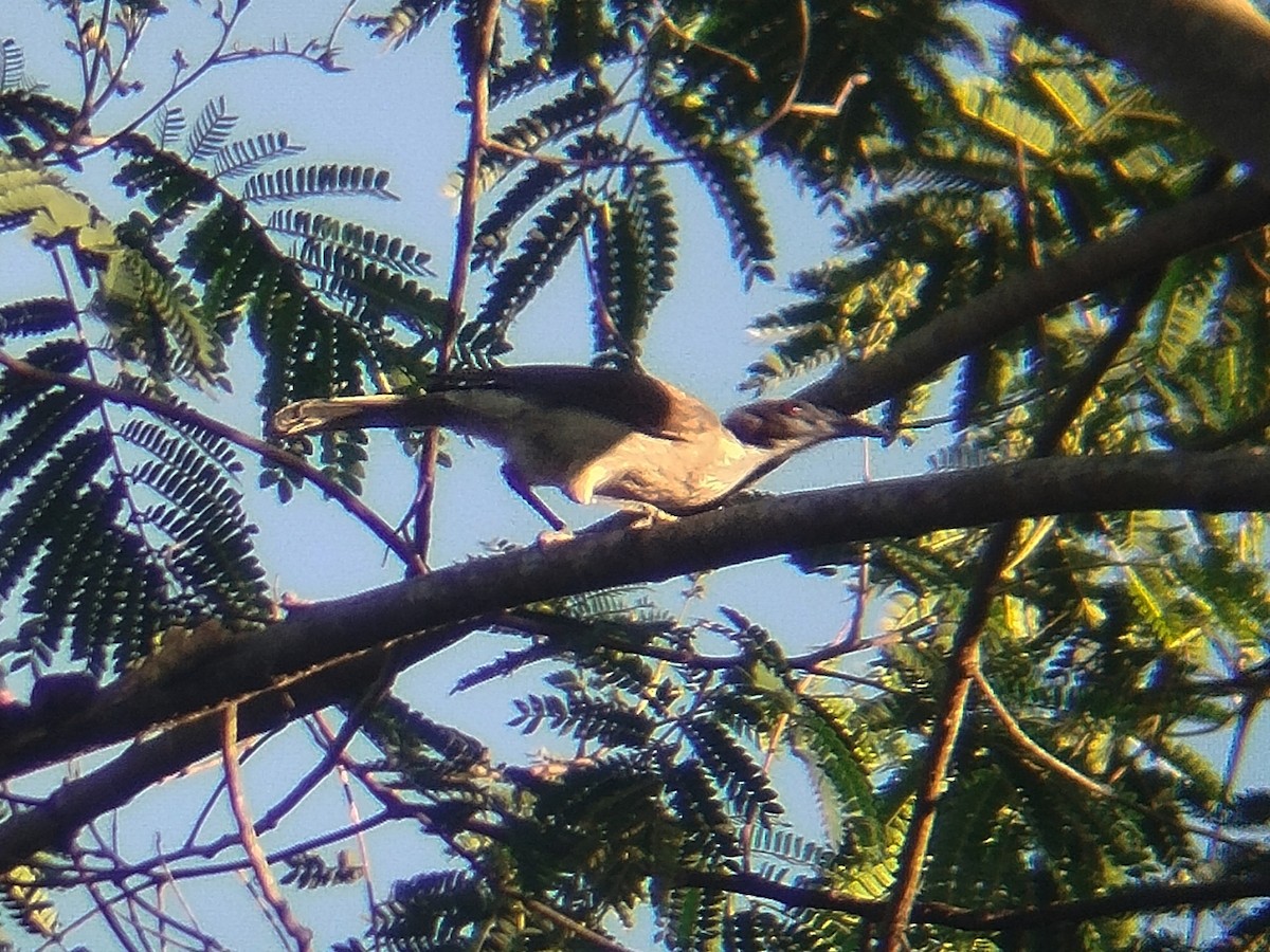 Helmeted Friarbird - ML643743019