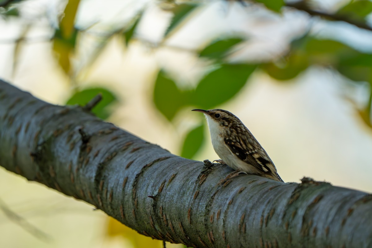 Brown Creeper - ML643743020