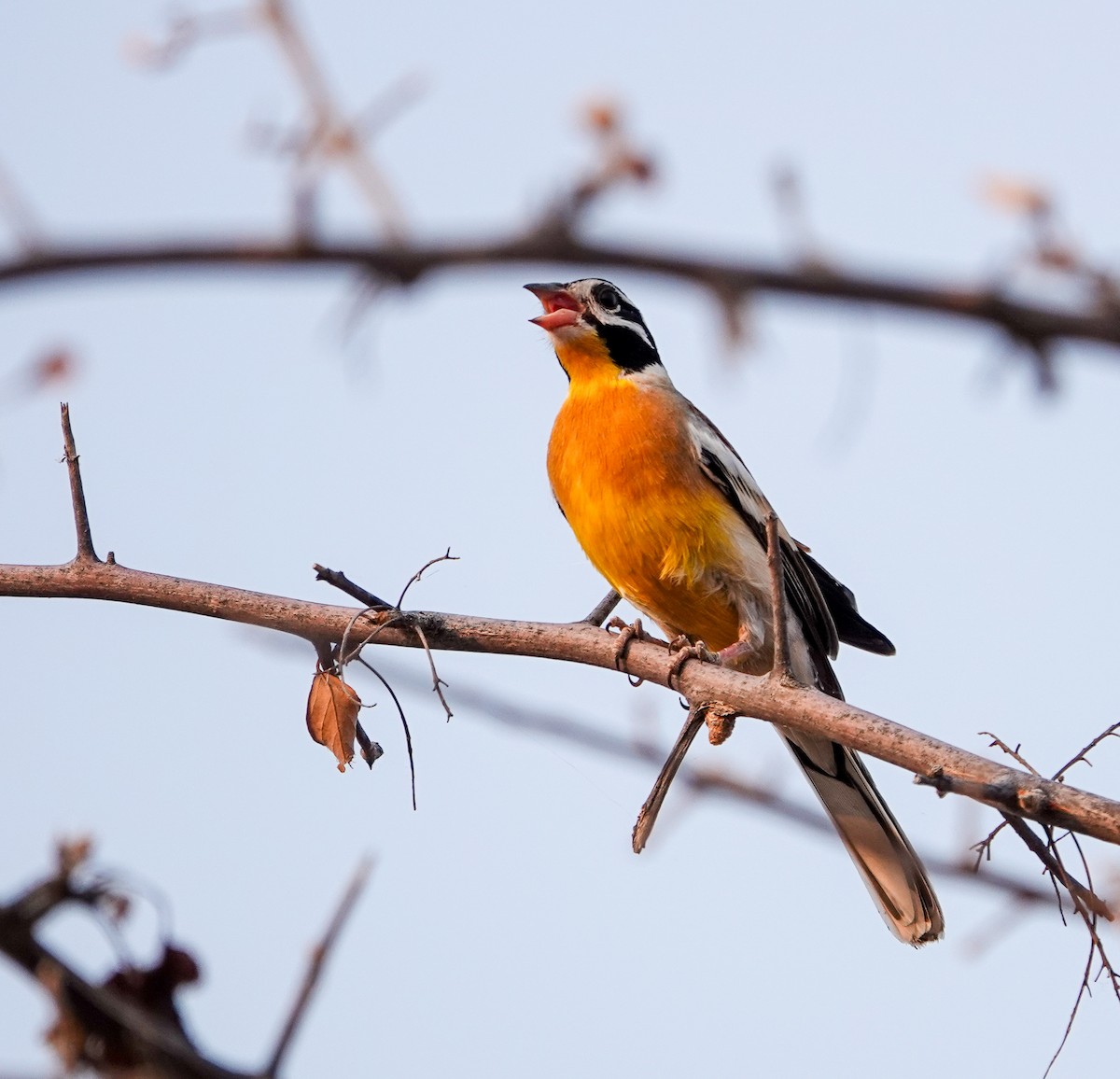 Golden-breasted Bunting - ML643743028