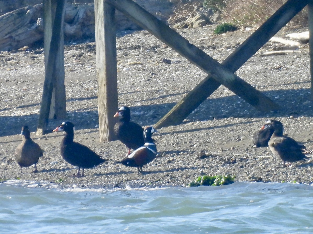 Harlequin Duck - ML643743032