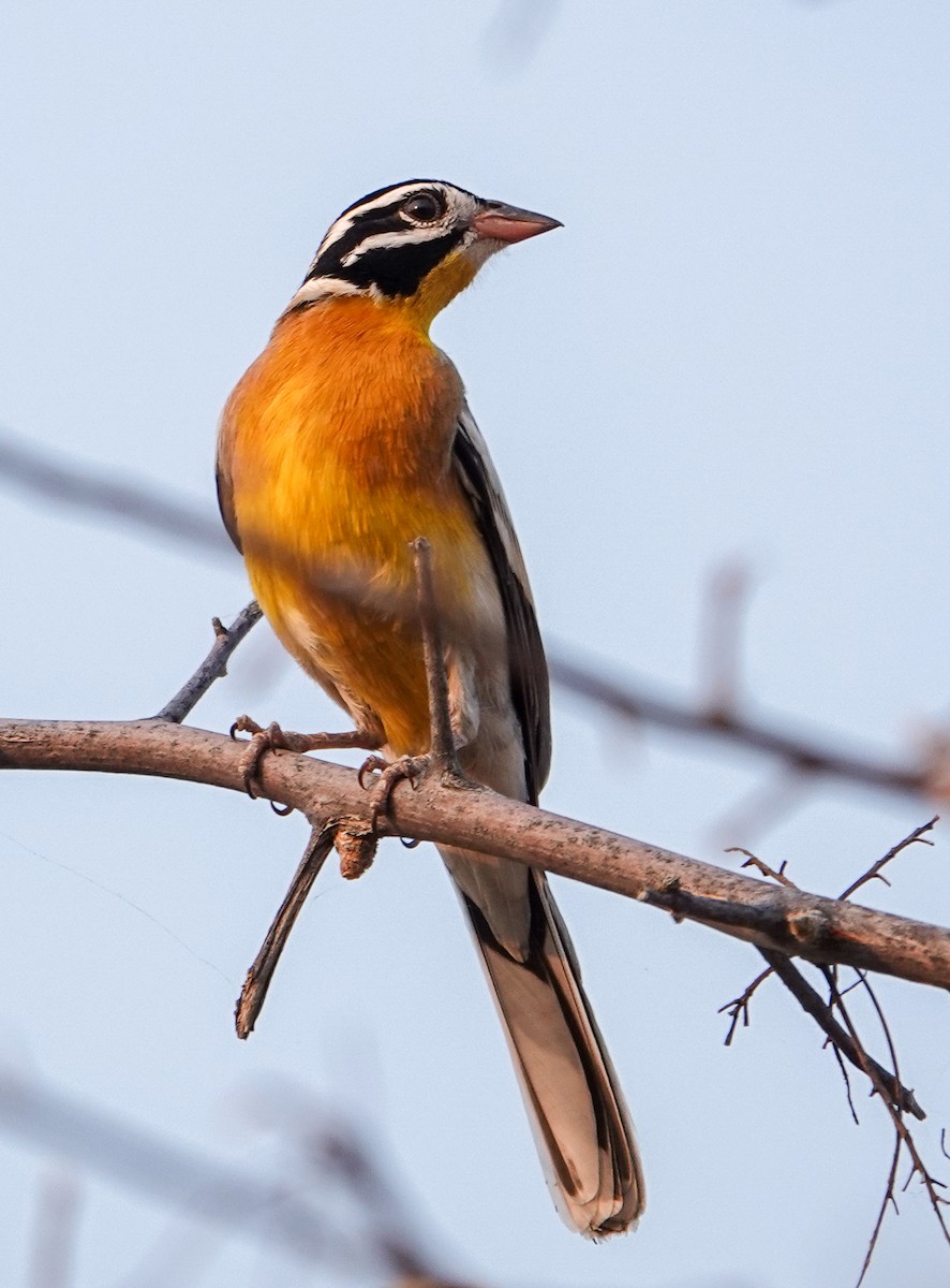 Golden-breasted Bunting - ML643743033