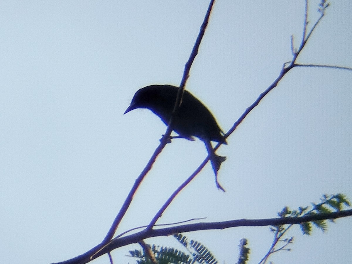 Wallacean Drongo - ML643743035