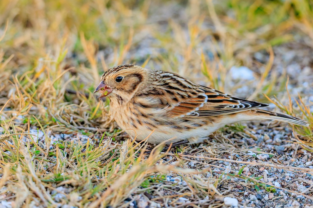 Lapland Longspur - ML643743048
