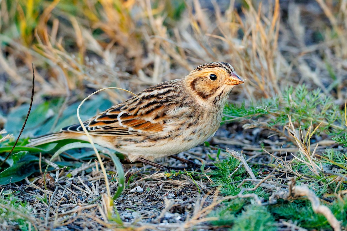 Lapland Longspur - ML643743049
