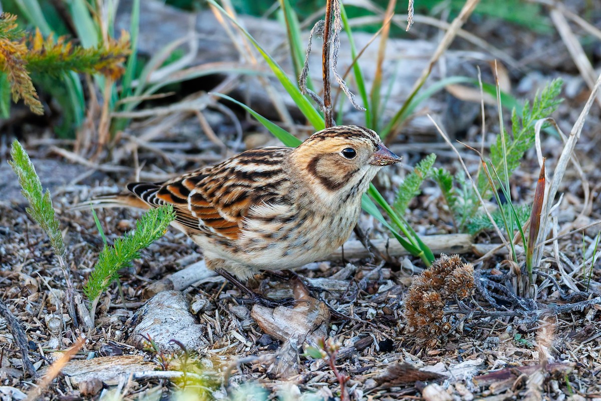 Lapland Longspur - ML643743060
